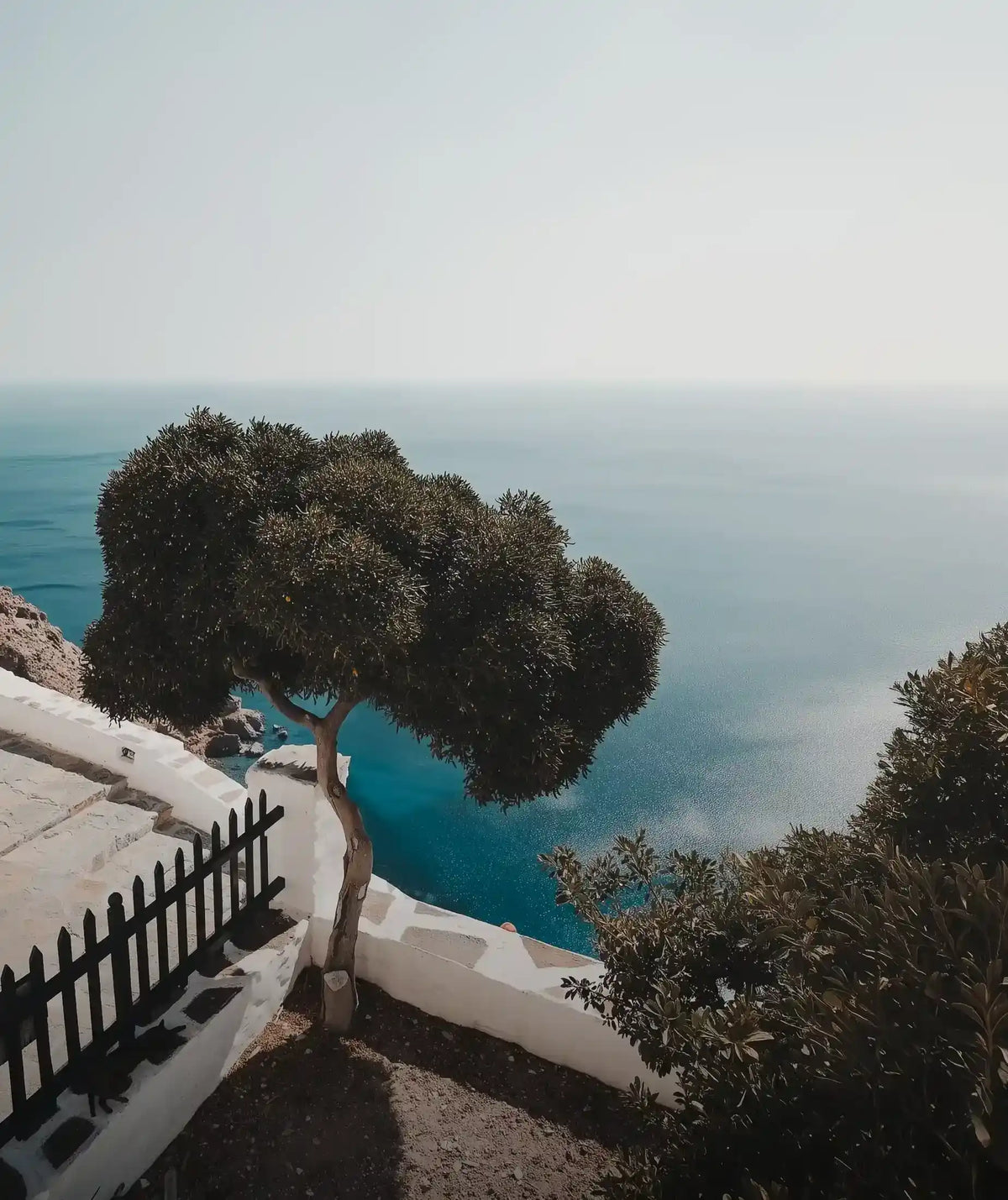 A white terrace and an olive tree above the sea